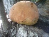 Inonotus hispidus image