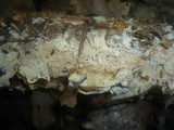 Schizopora paradoxa image