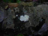 Ceriporia reticulata image