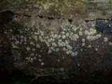 Hyalorbilia inflatula image