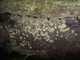 Hyalorbilia inflatula image