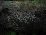 Hyalorbilia inflatula image