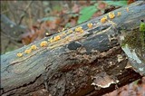 Guepiniopsis buccina image