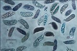 Guepiniopsis buccina image