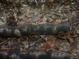 Ascodichaena rugosa image
