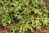 Cetraria islandica image