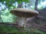 Neolentinus lepideus image