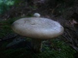 Neolentinus lepideus image