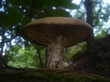 Neolentinus lepideus image