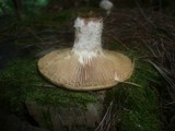 Neolentinus lepideus image