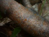 Libertella faginea image