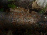 Libertella faginea image