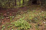 Cetraria islandica image