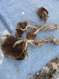 Psilocybe caeruleoannulata image