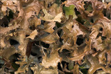 Cetraria islandica image