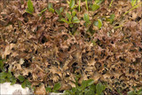Cetraria islandica image