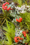 Cladonia bellidiflora image