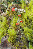 Cladonia bellidiflora image