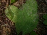 Puccinia komarovii image