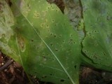 Puccinia komarovii image
