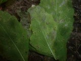 Puccinia komarovii image
