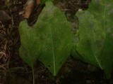 Puccinia komarovii image