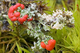 Cladonia bellidiflora image