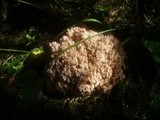 Ramaria pallida image