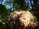 Ramaria pallida image