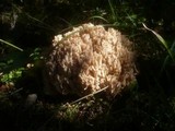 Ramaria pallida image