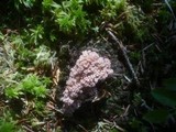 Ramaria pallida image