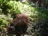 Ramaria pallida image
