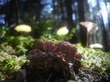 Ramaria pallida image