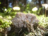 Ramaria pallida image