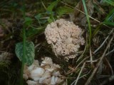 Ramaria pallida image