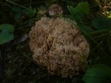 Ramaria pallida image