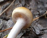 Hypholoma capnoides image