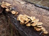 Hypholoma capnoides image