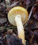 Gymnopilus penetrans image