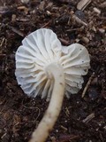 Marasmius calhouniae image