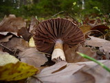 Cortinarius torvus image