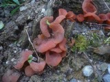 Guepinia helvelloides image