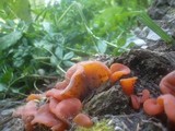 Guepinia helvelloides image
