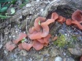 Guepinia helvelloides image