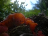 Guepinia helvelloides image