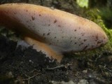 Fistulina hepatica image
