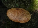 Fistulina hepatica image