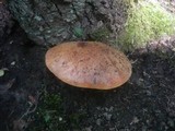 Fistulina hepatica image