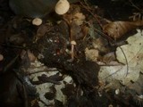 Flammulaster carpophilus var. subincarnatus image
