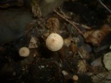 Flammulaster carpophilus var. subincarnatus image
